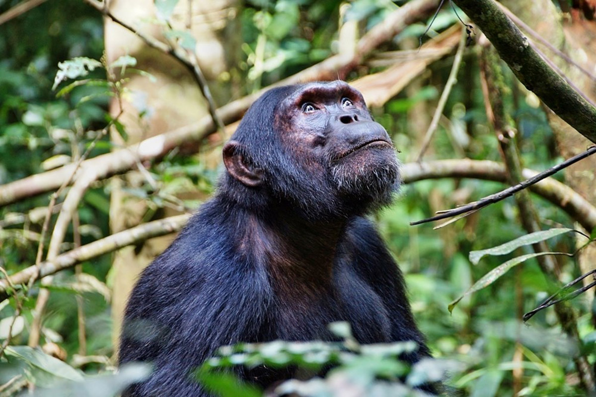 Gorilla Trek, Chimpanzee and Wildlife Tour