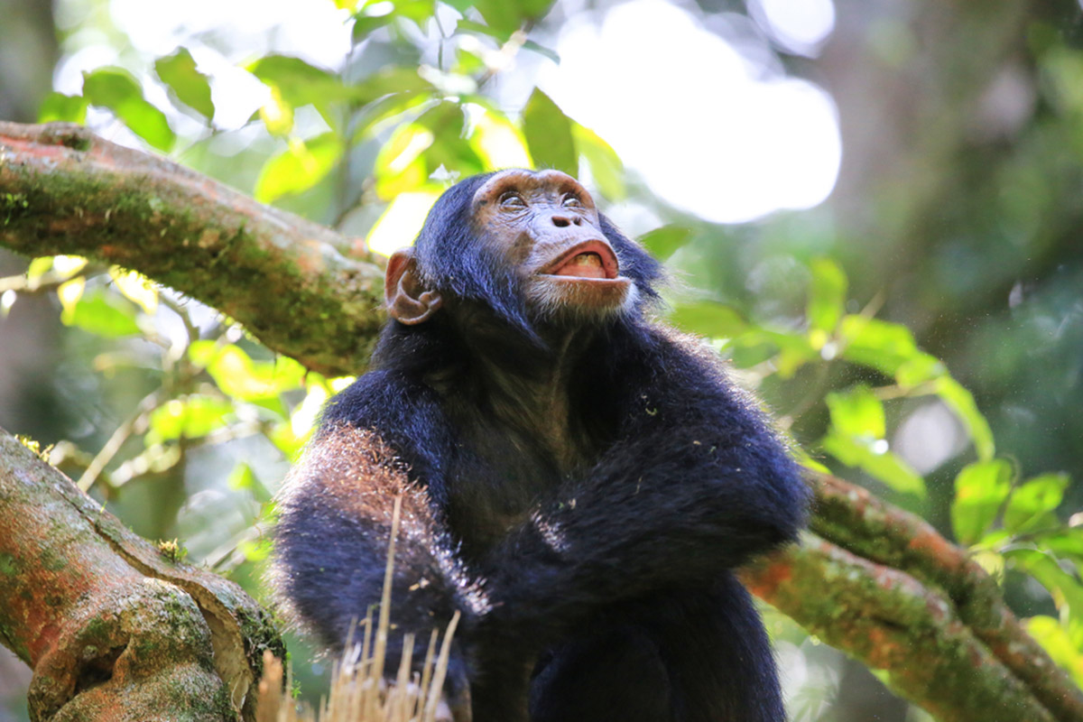 Gorilla, Chimpanzee and Wildlife Safari