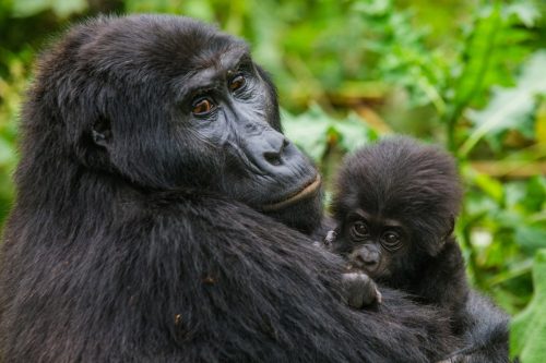 Gorilla Tracking in Uganda & Rwanda Safari