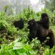 gorilla-trekking-Africa