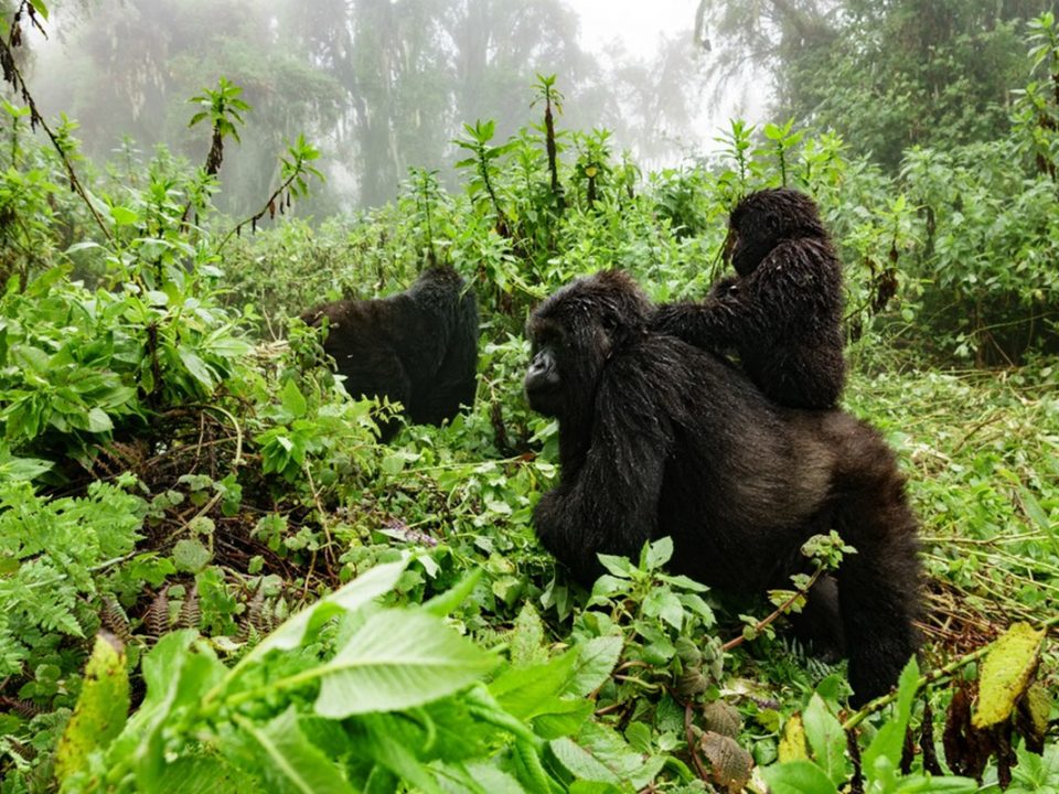 gorilla-trekking-Africa