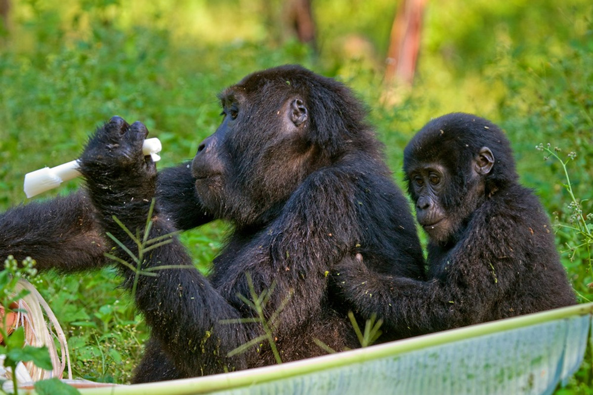 Gorilla Tracking Safari in Uganda