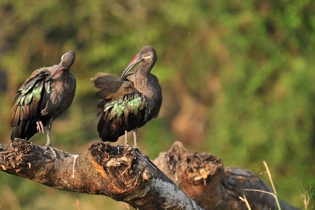 birding in Bwindi Forest