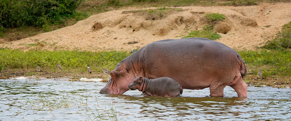 Hippos in Kazinga Channel