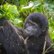 Gorilla-Trekking-safari
