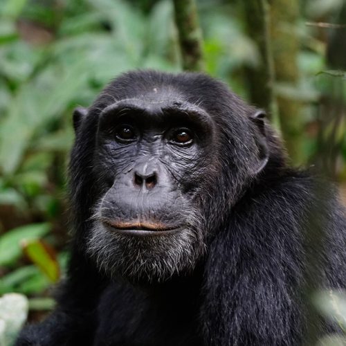 chimpanzee in kibale Forest
