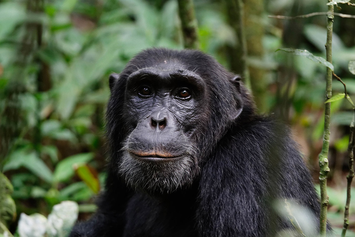 Gorilla and Chimp Tracking Safari