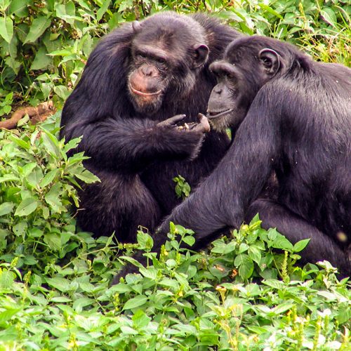 chimps-in-Ngamba-island