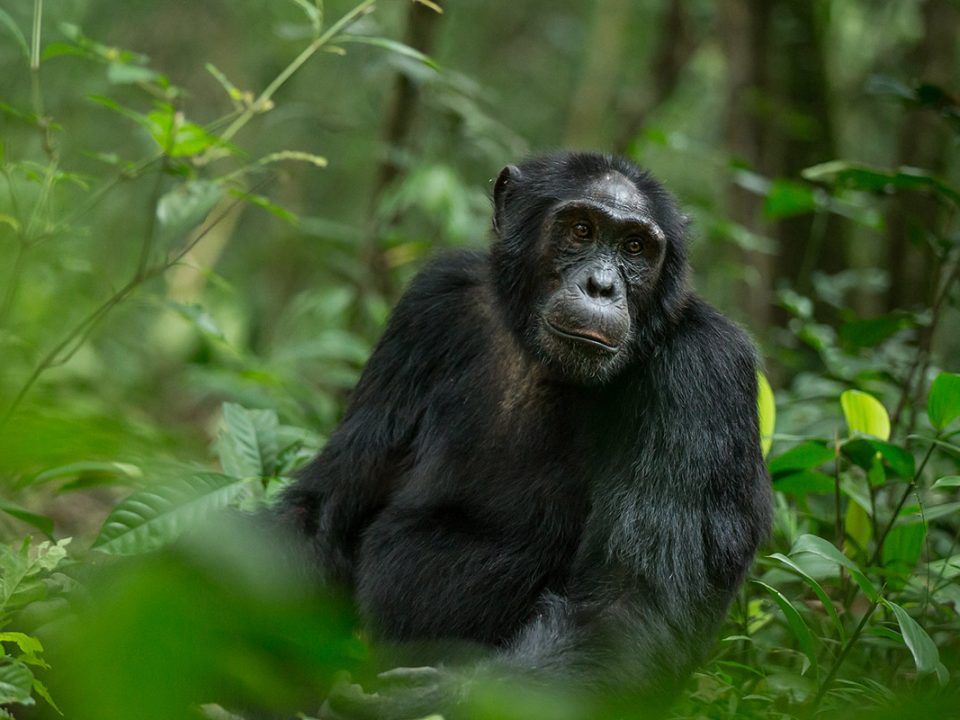 chimps of kibale forest park