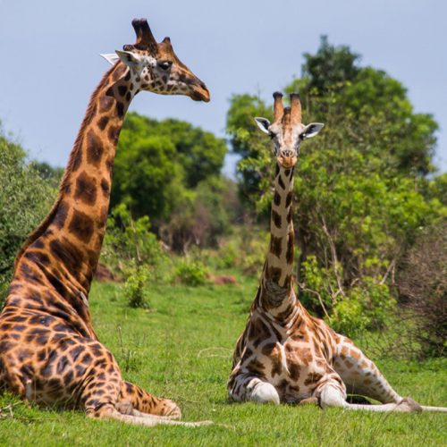 giraffes in murchison Falls National Park