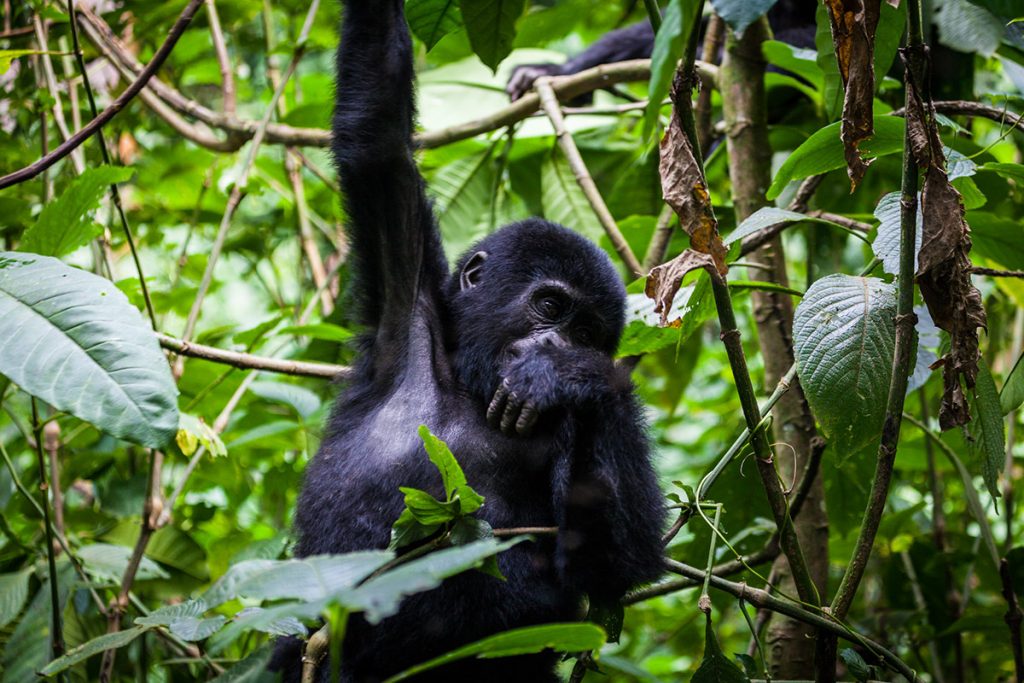 mountain gorillas in Bwindi Uganda