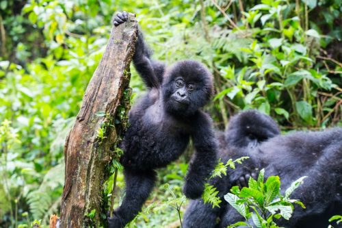 Gorilla and Chimpanzee Tracking Safari