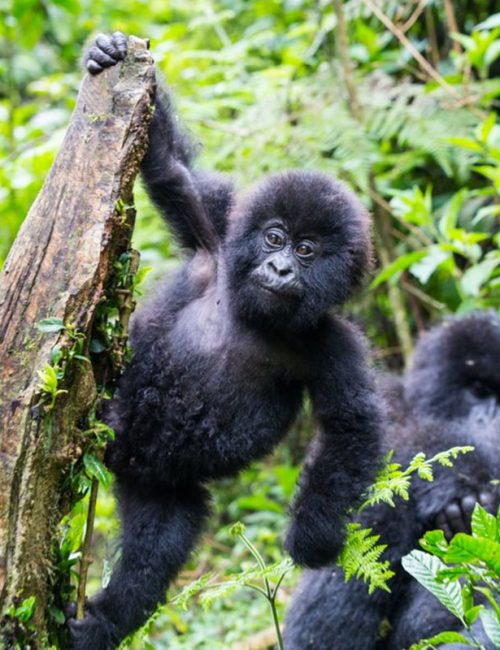 gorillas of Uganda