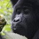 gorilla-tracking-in-Uganda