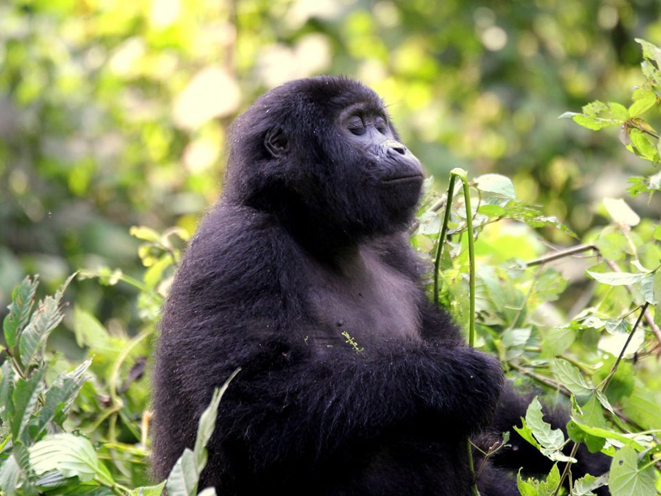 gorillas in bwindi