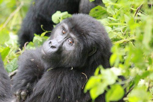 Fly in Gorilla Tracking Tours