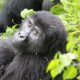 mountain-gorillas-Trekking