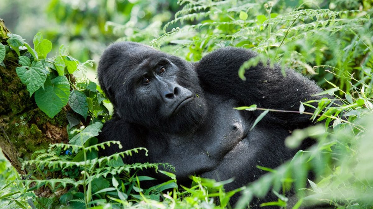 gorilla in rwanda - gorillas in Uganda