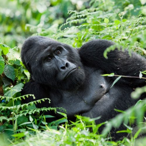 gorilla in rwanda - gorillas in Uganda