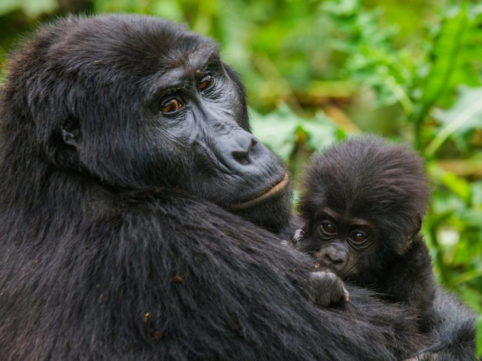 Gorilla-Trekking-Rwanda