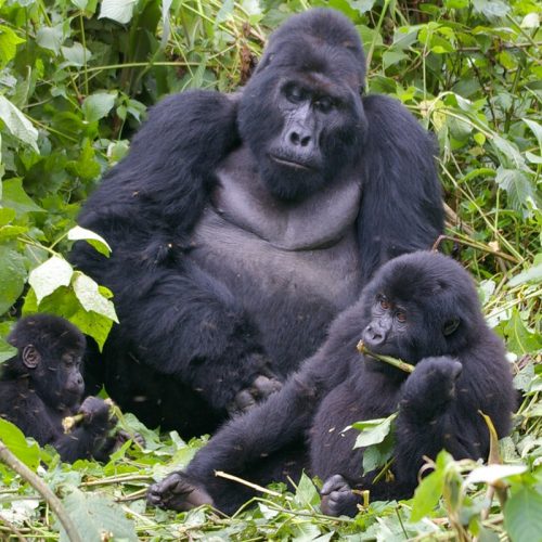 gorillas in bwindi