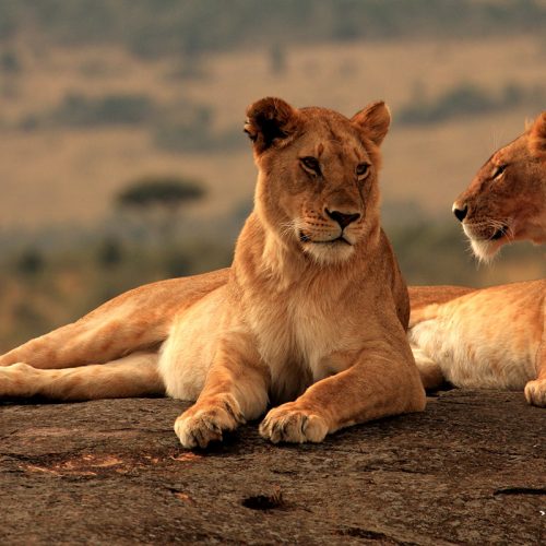 lions in queen elizabeth national park