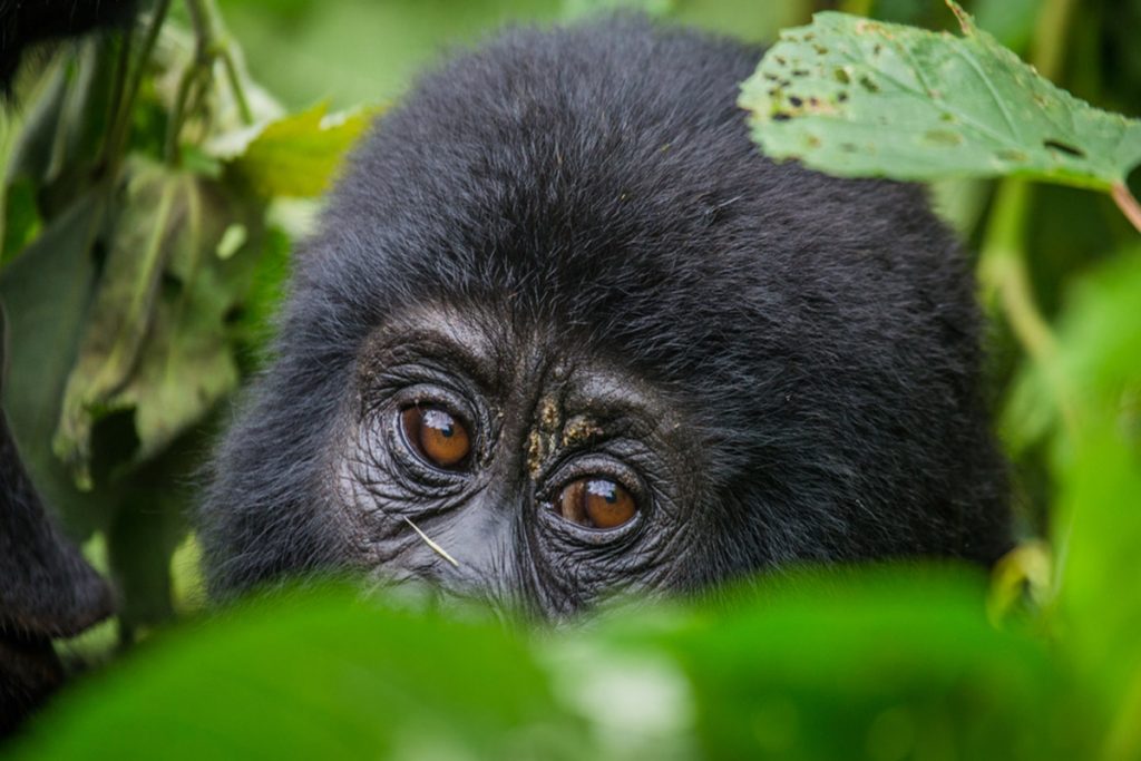 gorillas-Trekking-Safar- Africa