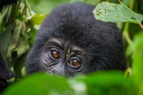 Rwanda Gorilla Tracking Safari