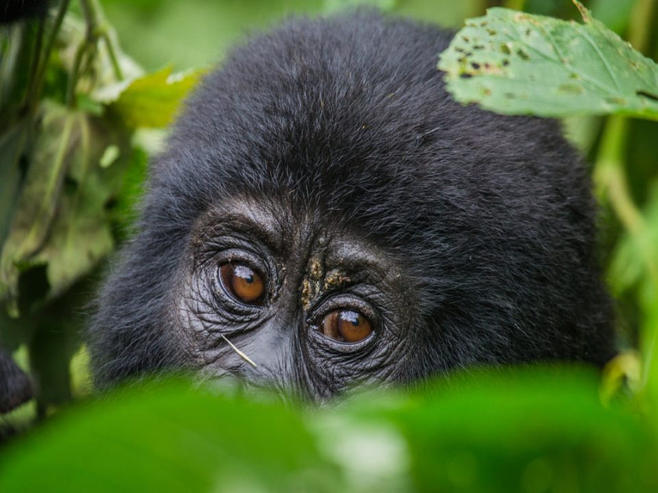 gorillas-Trekking-Safar- Africa