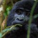 mountain gorillas of bwindi forest