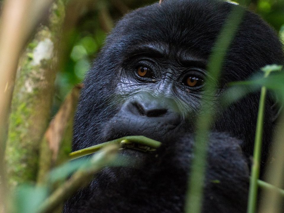 mountain gorillas of bwindi forest