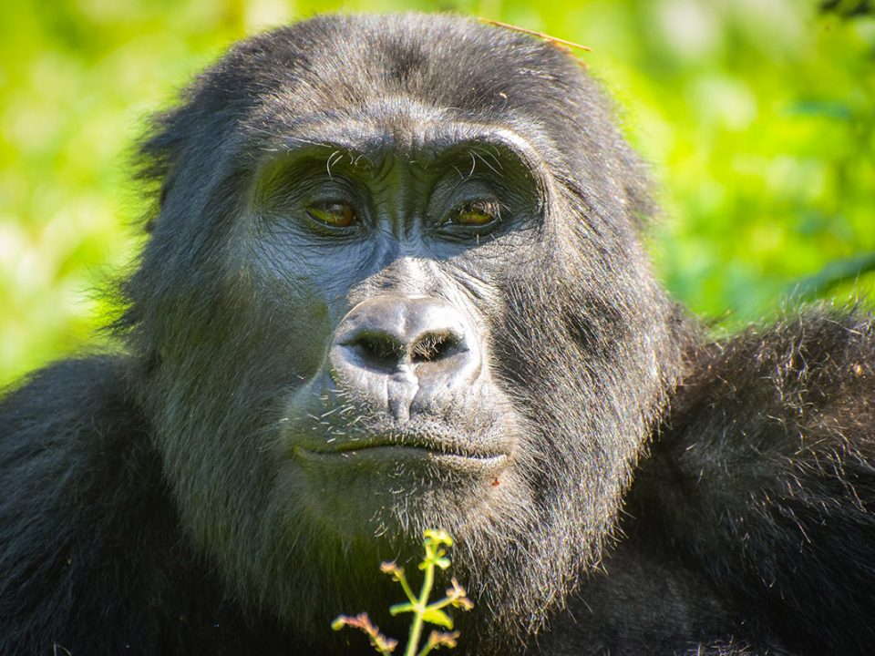 silverback in bwindi impenetrable national park