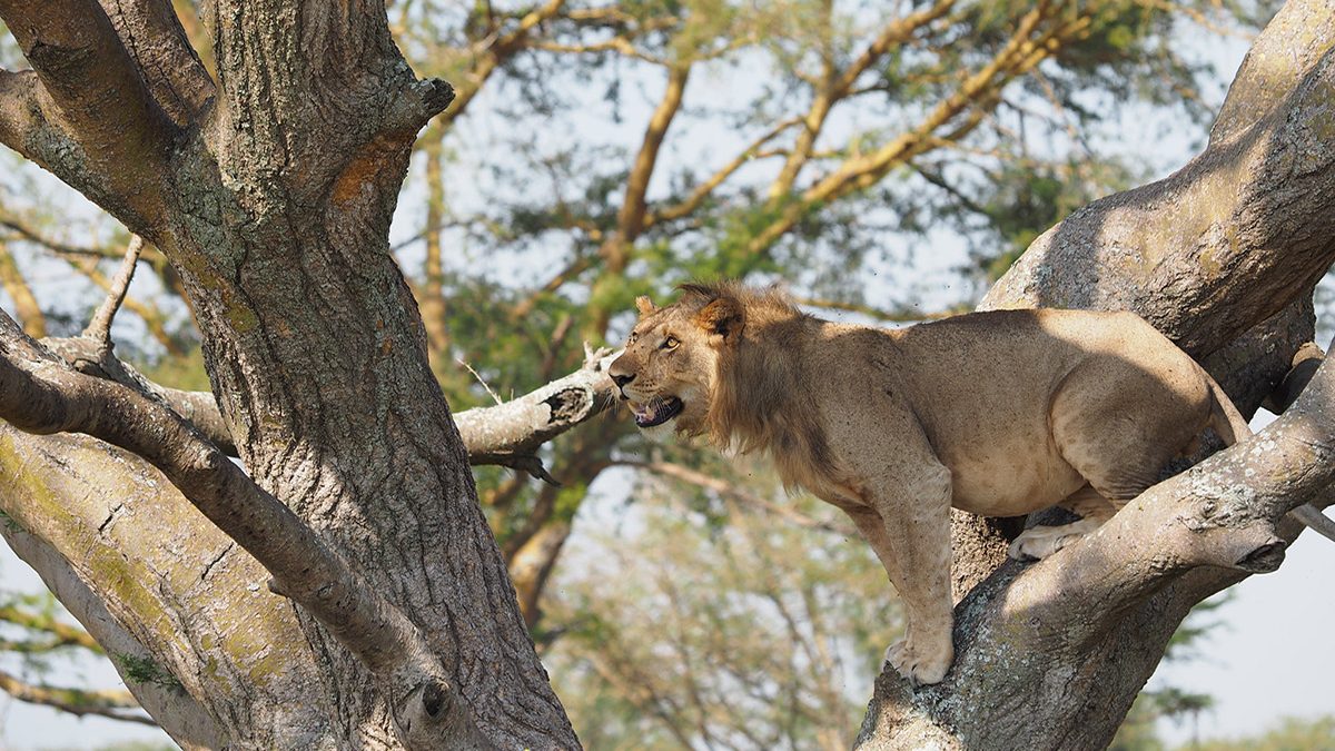 tree climbing lions in queen elizabeth national park