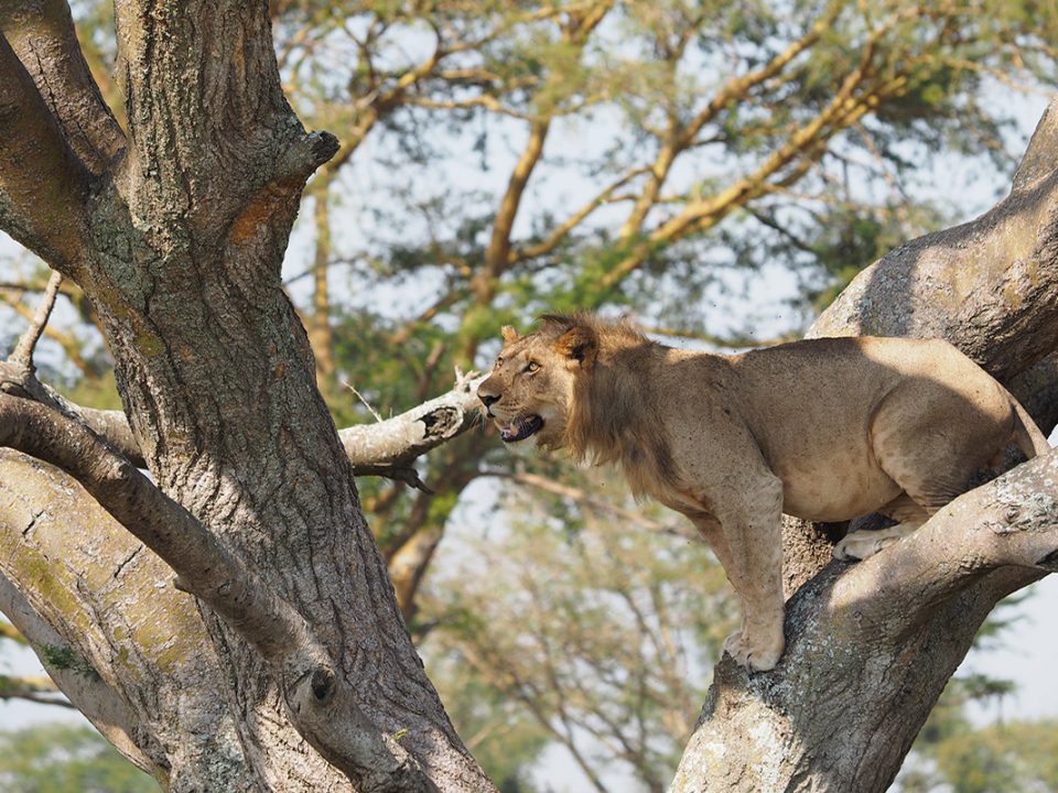tree climbing lions in queen elizabeth national park