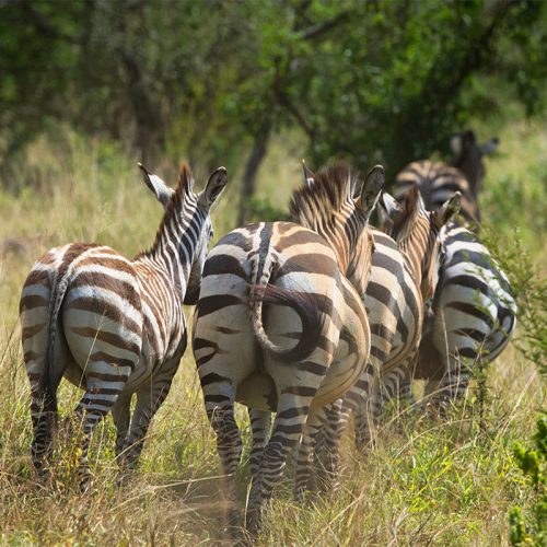 zebra in lake mburo national park
