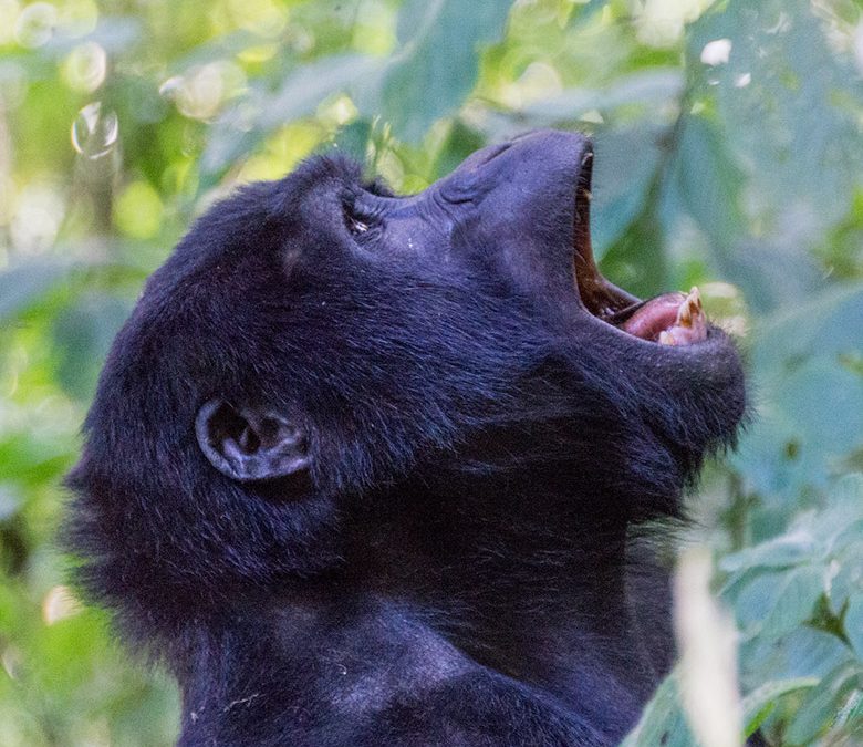 Gorilla-Tracking-Bwindi