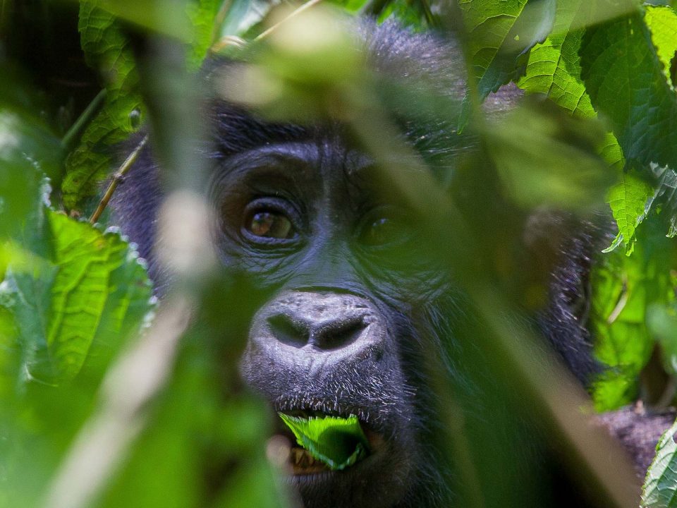 Gorilla-Tracking-Uganda