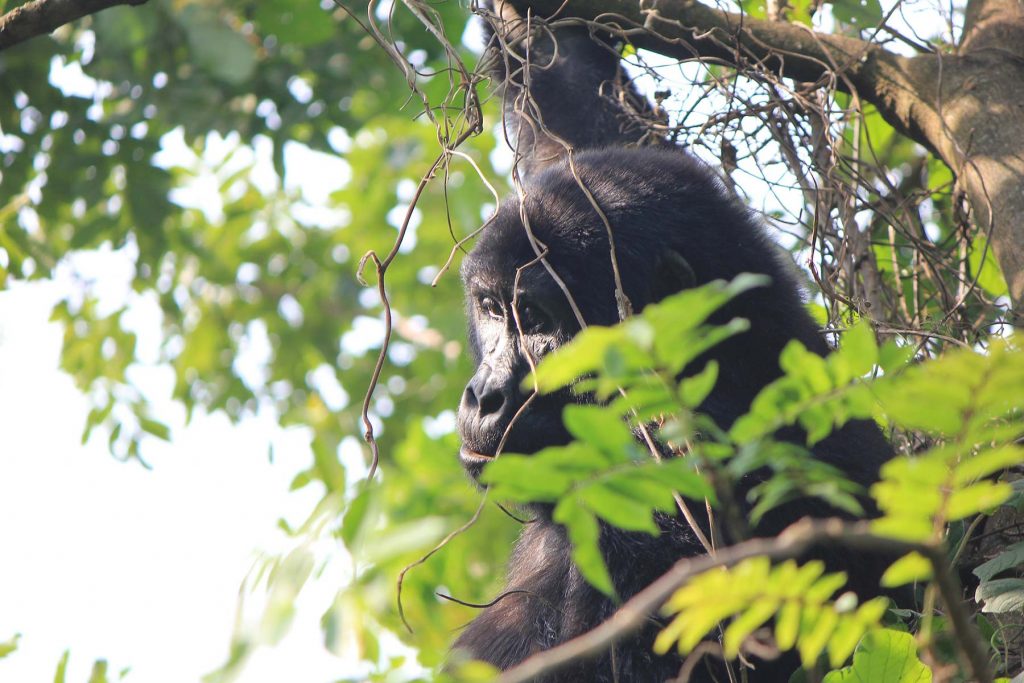 Bwindi Impenetrable gorilla trek