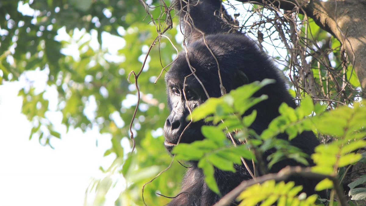 Gorilla-Tracking-safari