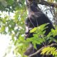 Gorilla-Tracking-safari