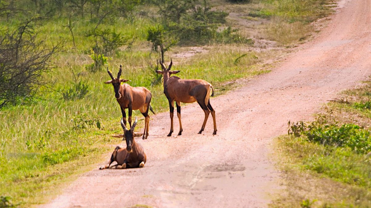 Africa-Safari-Uganda
