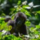 Gorilla Trekking-Africa