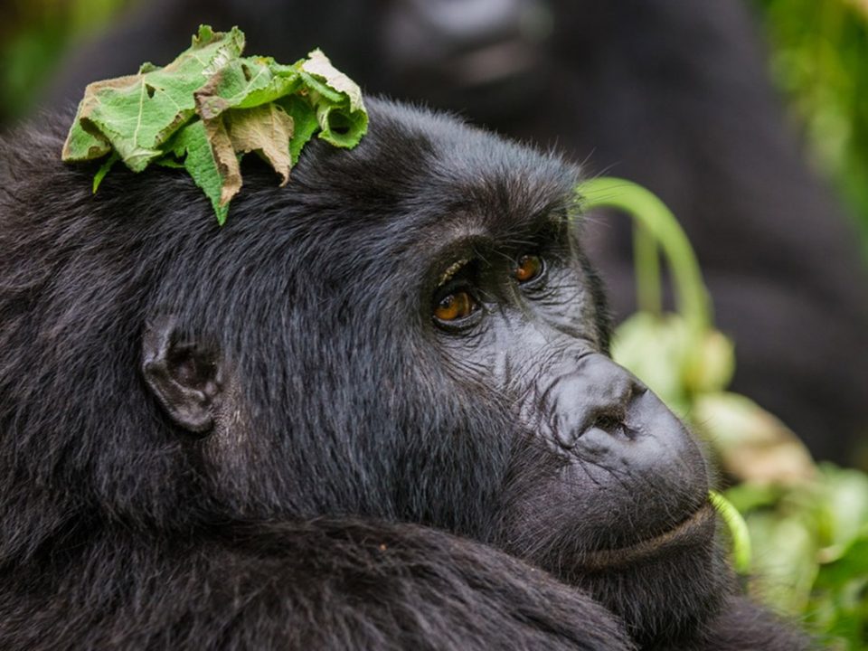 Gorilla-Trekking-Safari