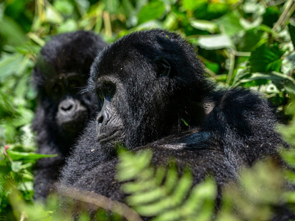 Gorilla-Tracking-Safari