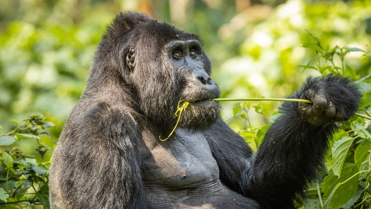 Gorilla-Trekking-Rwanda