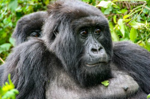 Gorilla tracking in Uganda & Rwanda