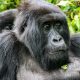 Gorilla-Trekking-Africa