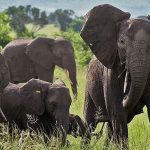 Uganda-Safari-Tour