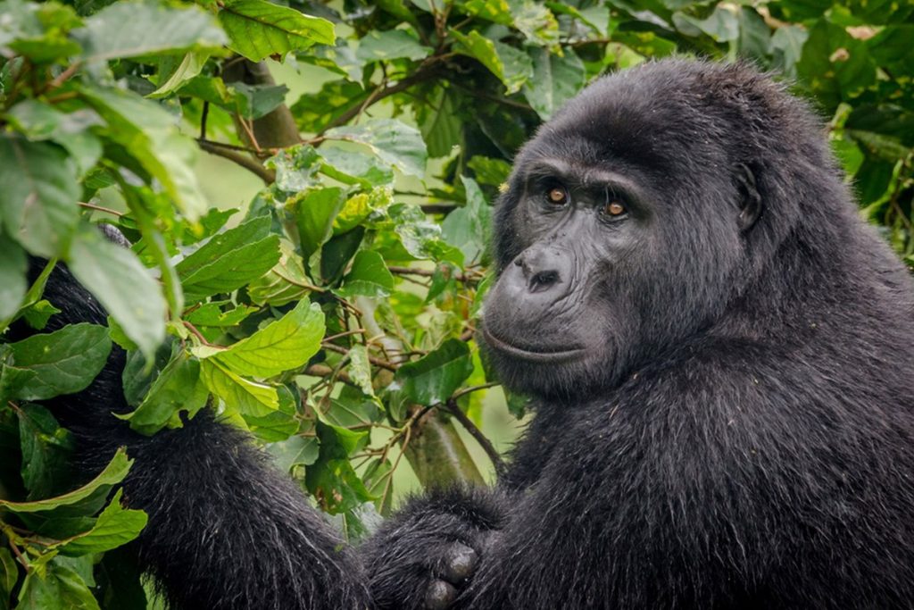 endangered mountain gorillas