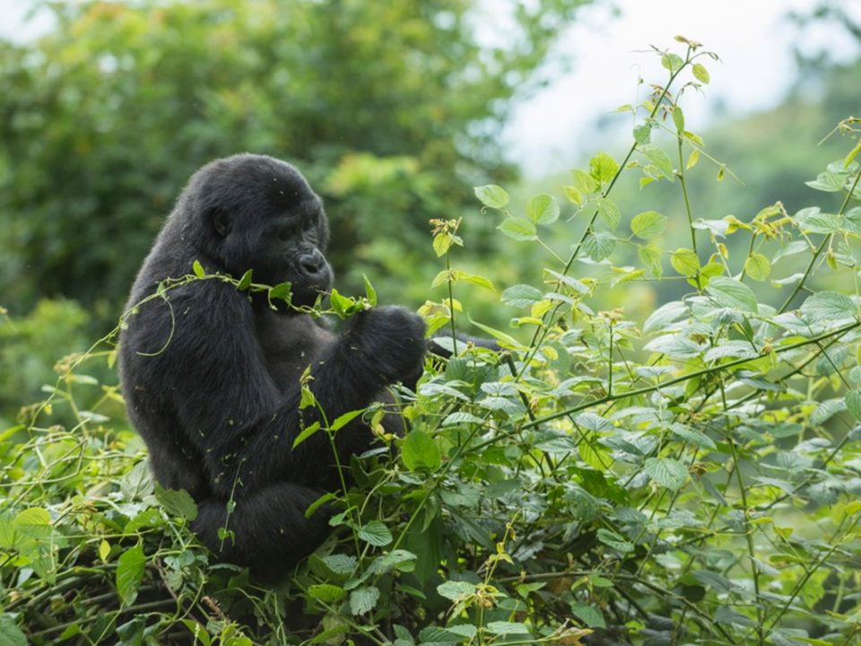 gorilla-habituation-safari-uganda